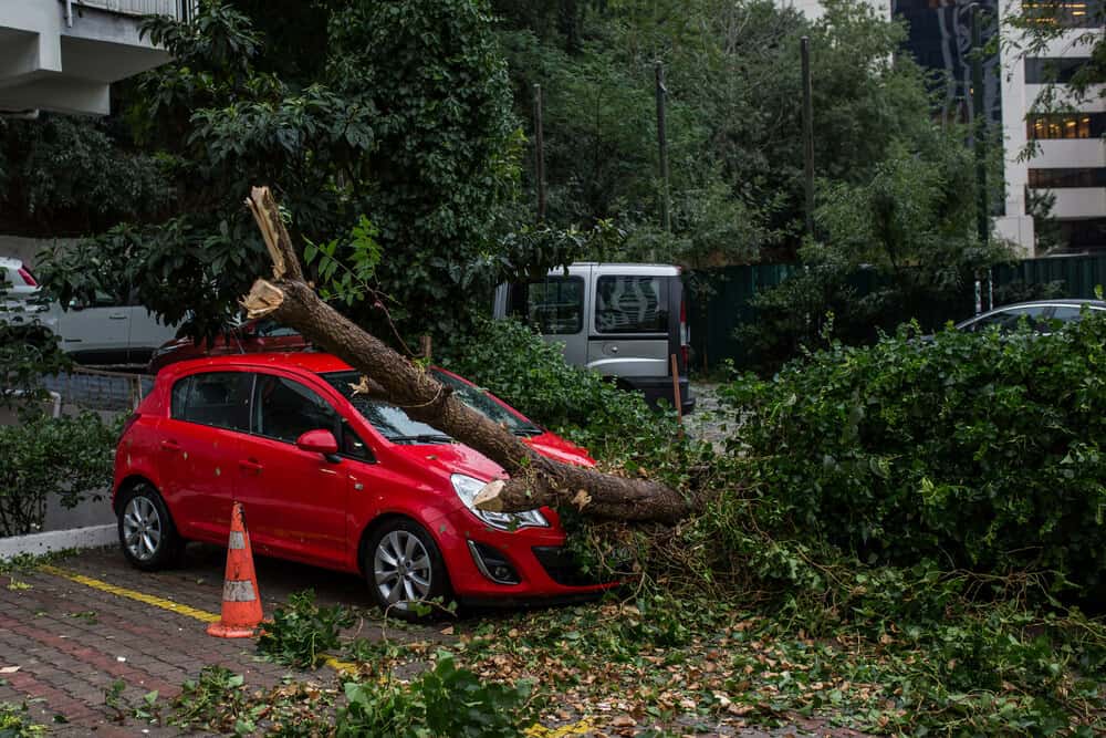 car under a fallen tree in bad weather